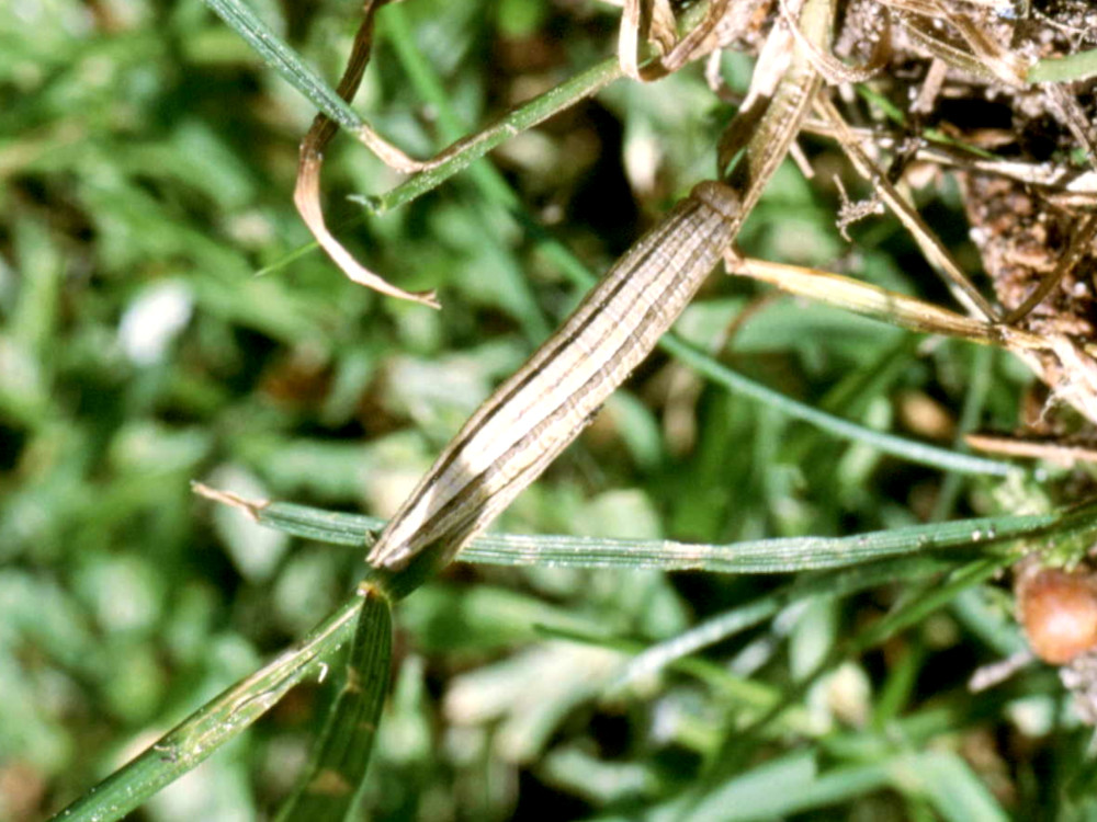 Bild Nr.07430 zum Vergrößern klicken Bild Nr.07430