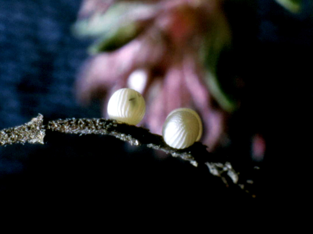 Bild Nr.07430 zum Vergrößern klicken Bild Nr.07430