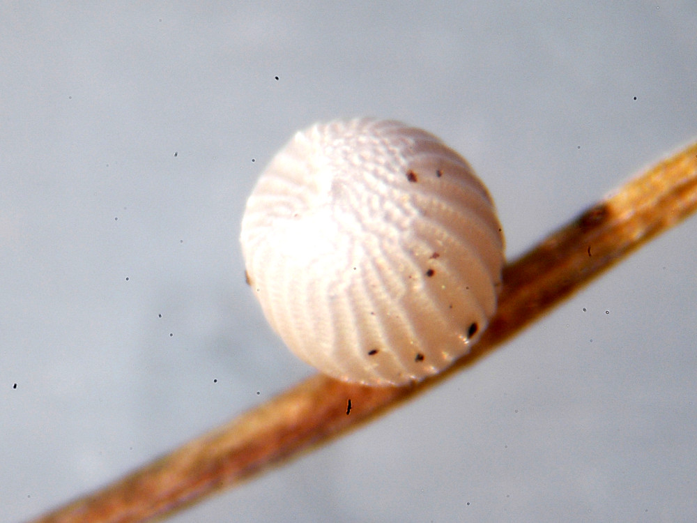 Bild Nr.07430 zum Vergrößern klicken Bild Nr.07430