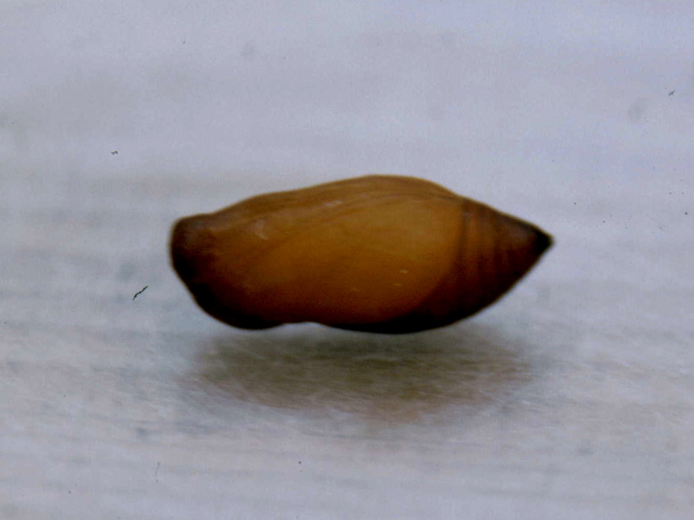 Bild Nr.07430 zum Vergrößern klicken Bild Nr.07430