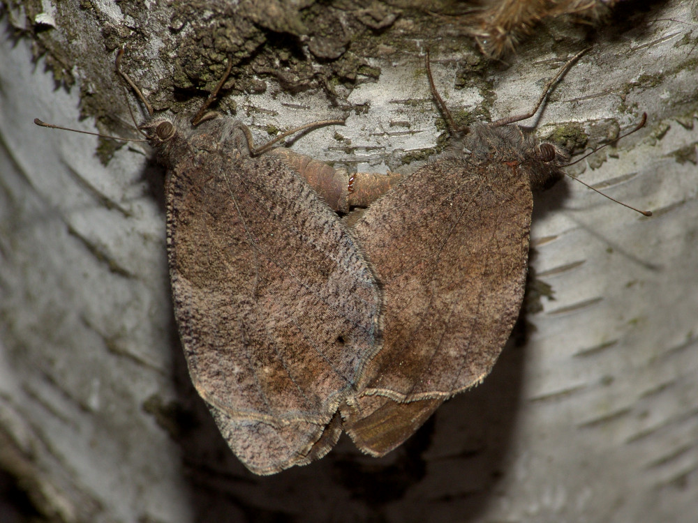 Bild Nr.07441 zum Vergrößern klicken Bild Nr.07441
