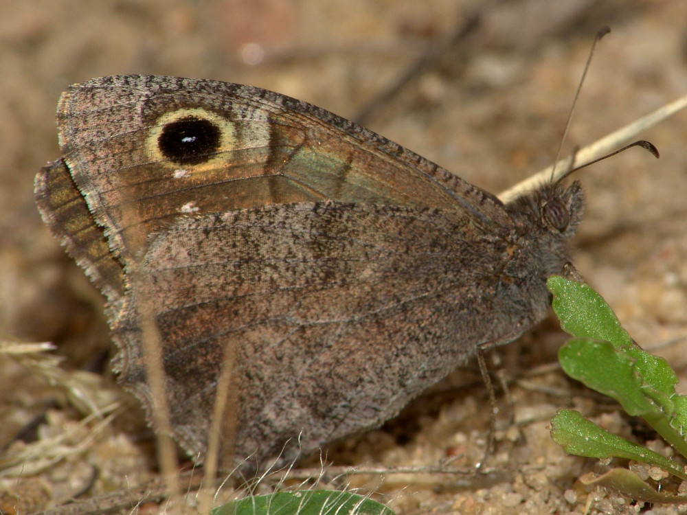 Bild Nr.07441 zum Vergrößern klicken Bild Nr.07441