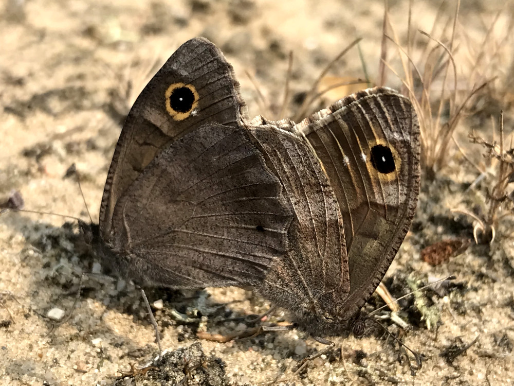 Bild Nr.07441 zum Vergrößern klicken Bild Nr.07441