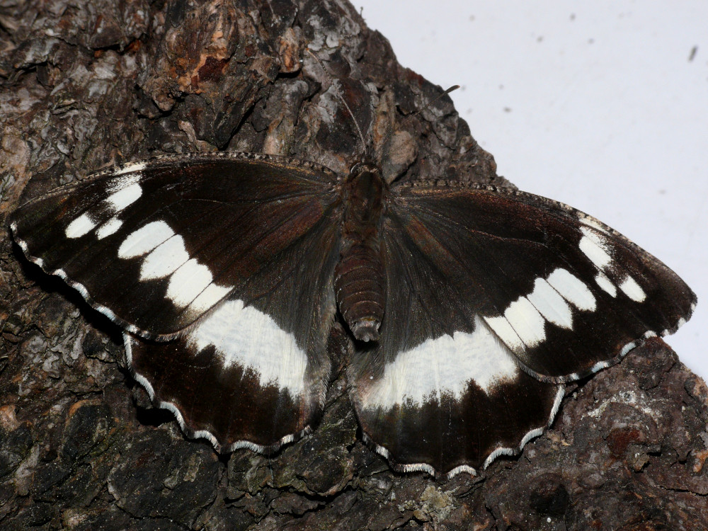 Bild Nr.07447 zum Vergrößern klicken Bild Nr.07447