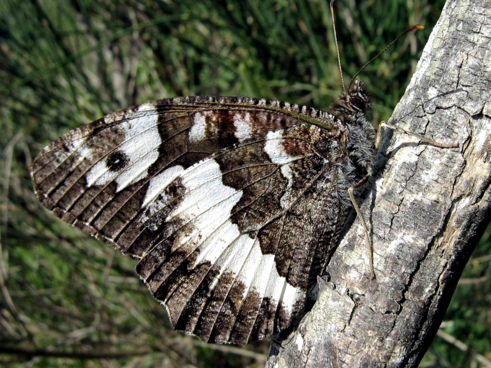 Bild Nr.07447 zum Vergrößern klicken Bild Nr.07447
