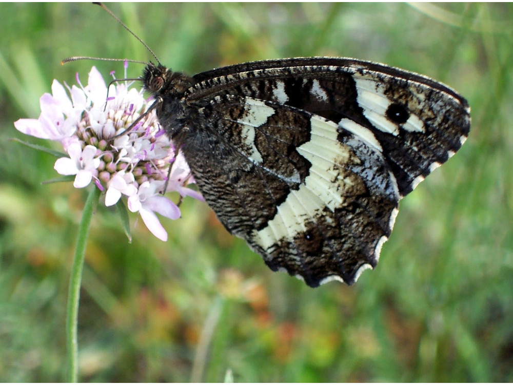 Bild Nr.07447 zum Vergrößern klicken Bild Nr.07447