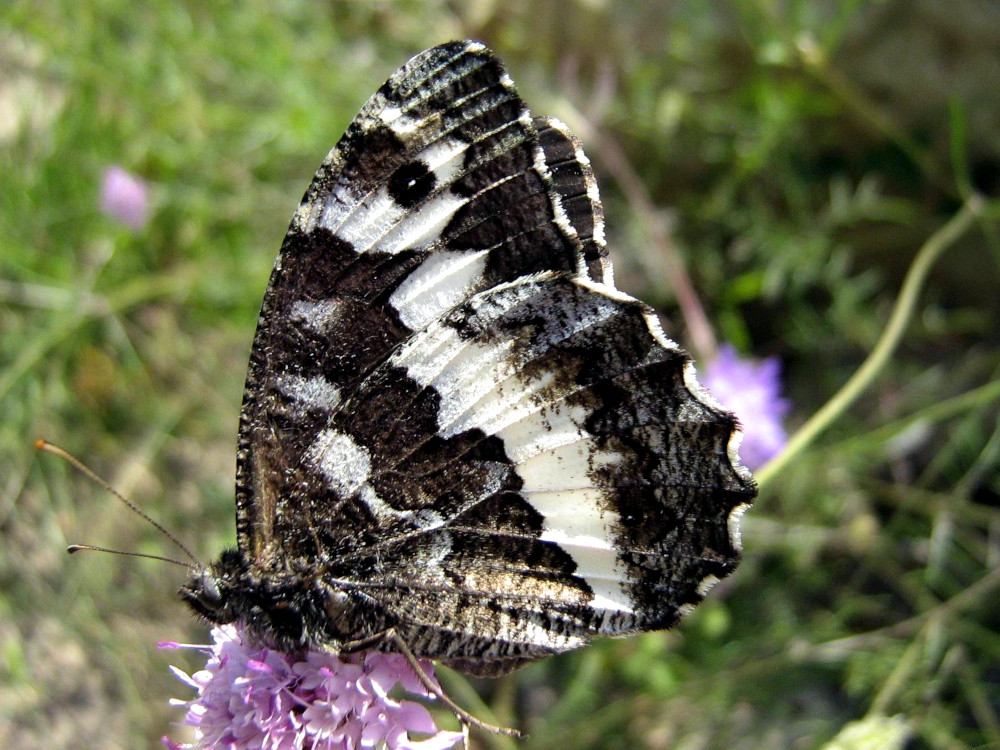 Bild Nr.07447 zum Vergrößern klicken Bild Nr.07447