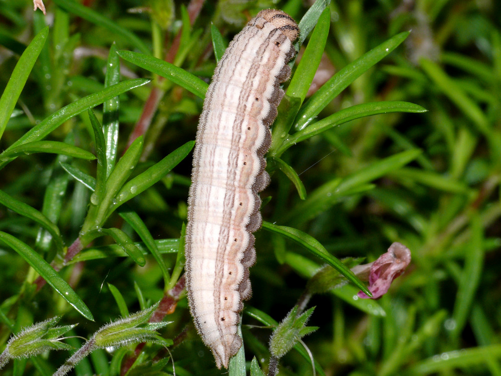 Bild Nr.07447 zum Vergrößern klicken Bild Nr.07447
