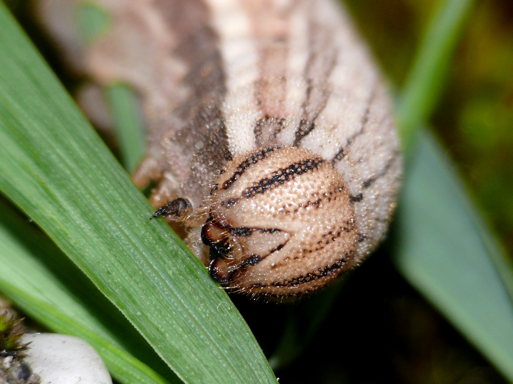 Bild Nr.07447 zum Vergrößern klicken Bild Nr.07447