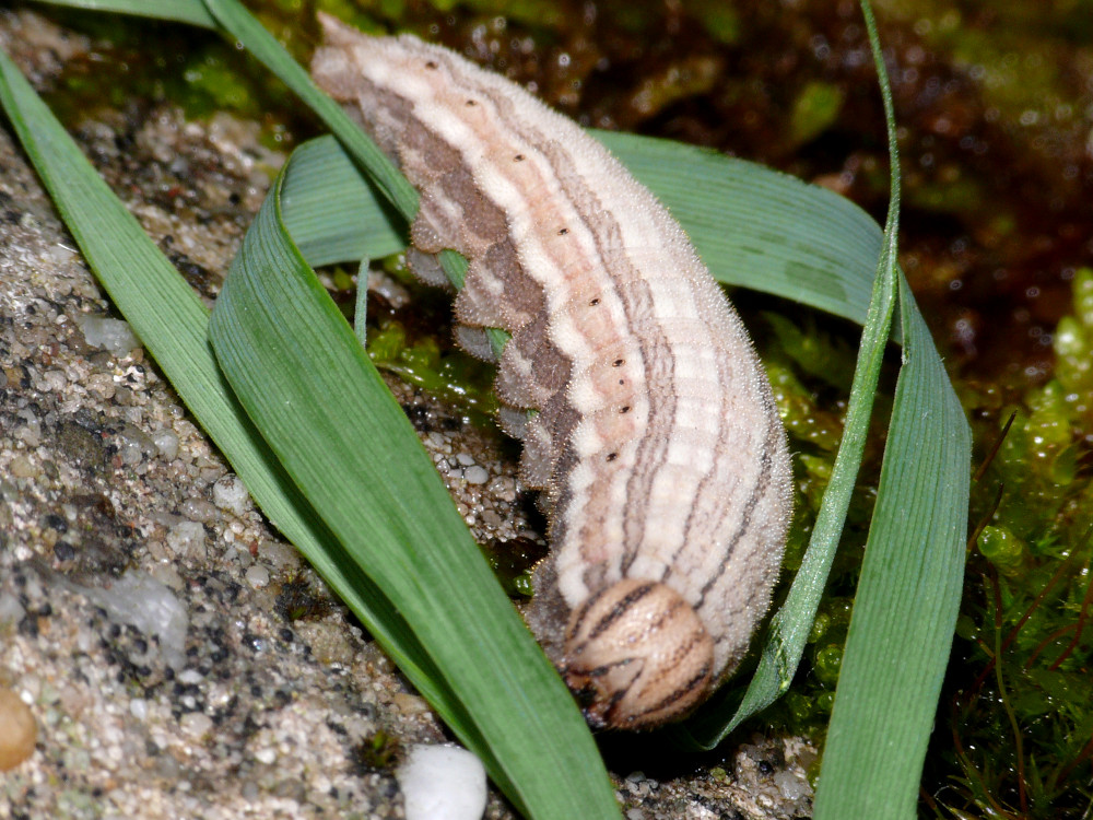 Bild Nr.07447 zum Vergrößern klicken Bild Nr.07447