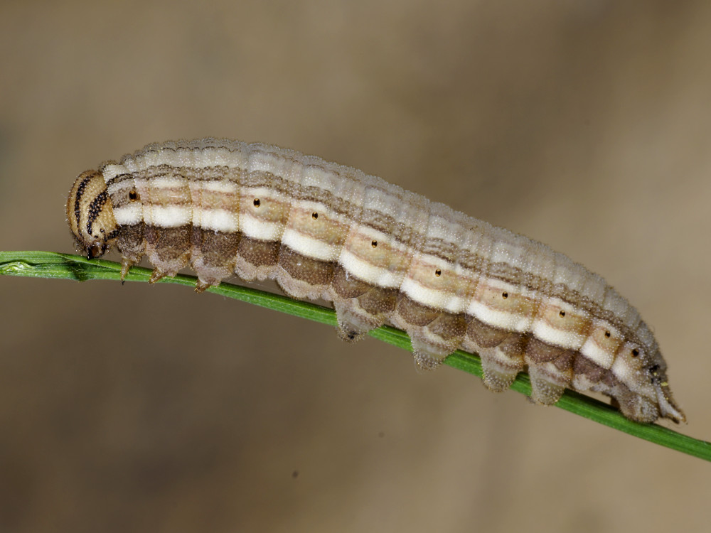 Bild Nr.07447 zum Vergrößern klicken Bild Nr.07447