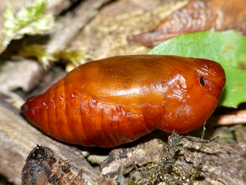 Bild Nr.07447 zum Vergrößern klicken Bild Nr.07447