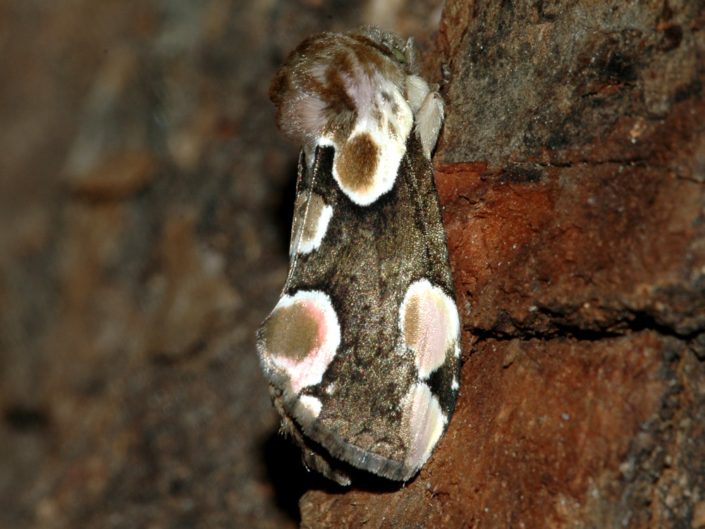 Bild Nr.07481 zum Vergrößern klicken Bild Nr.07481