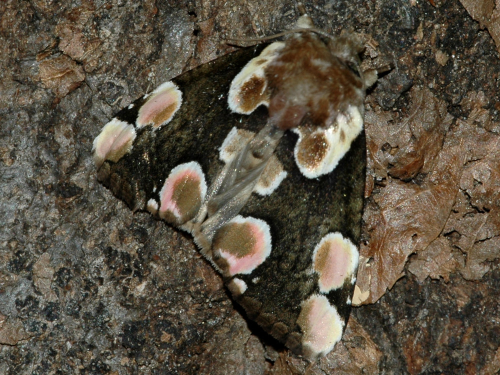 Bild Nr.07481 zum Vergrößern klicken Bild Nr.07481