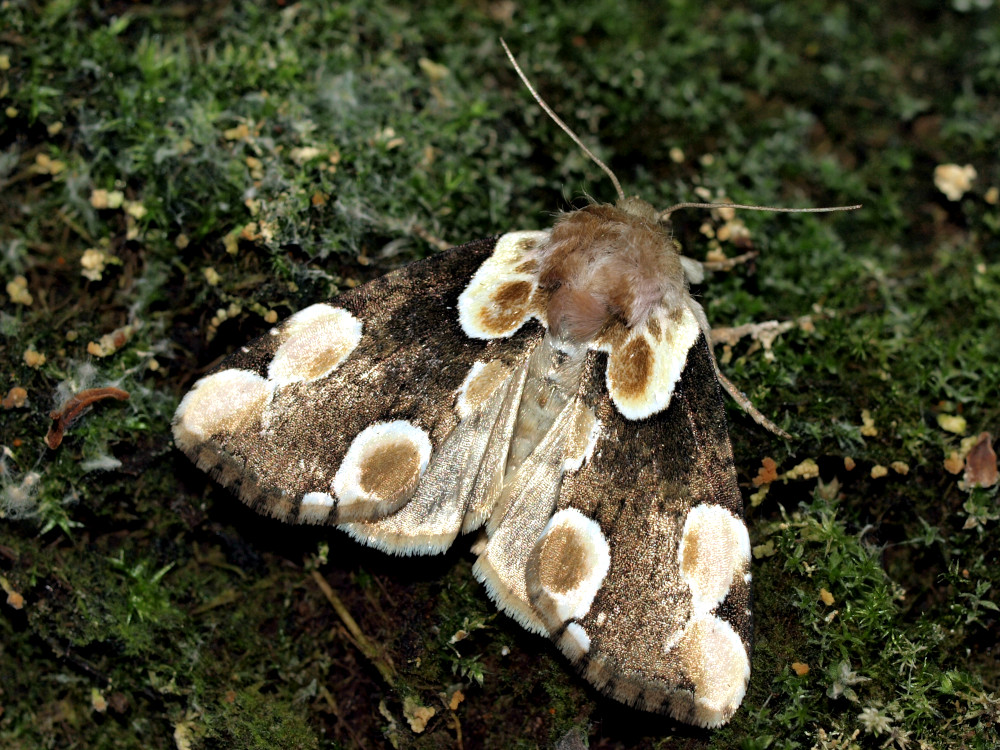 Bild Nr.07481 zum Vergrößern klicken Bild Nr.07481