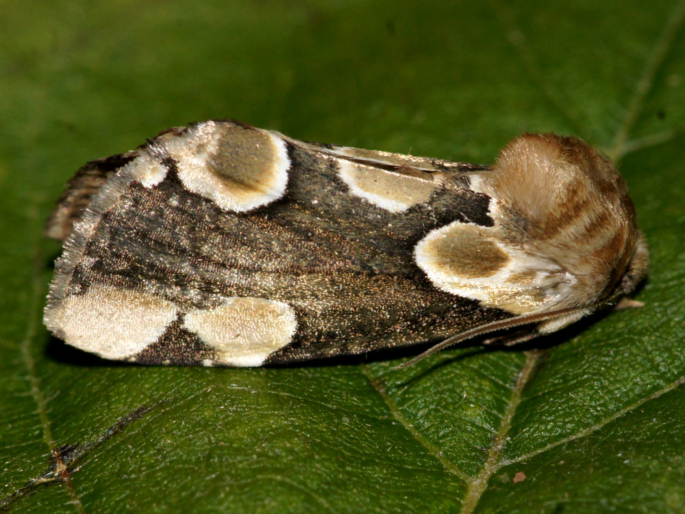 Bild Nr.07481 zum Vergrößern klicken Bild Nr.07481