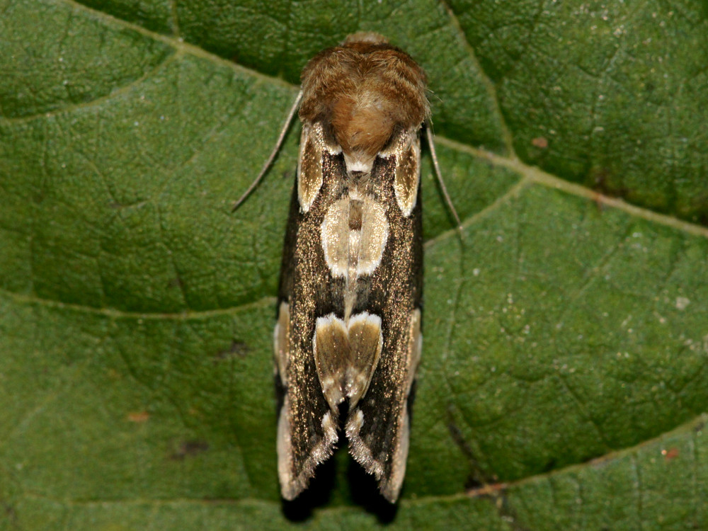 Bild Nr.07481 zum Vergrößern klicken Bild Nr.07481