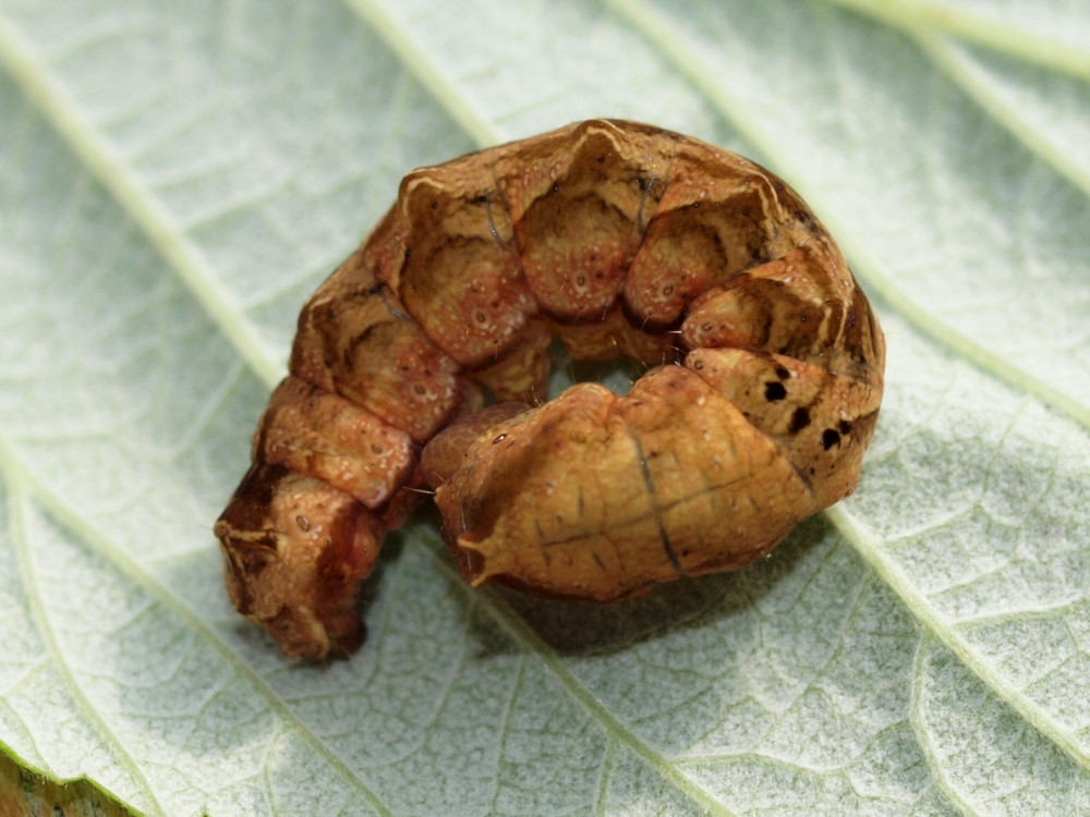 Bild Nr.07481 zum Vergrößern klicken Bild Nr.07481