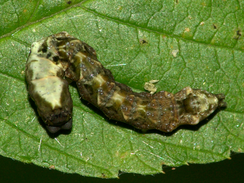 Bild Nr.07481 zum Vergrößern klicken Bild Nr.07481