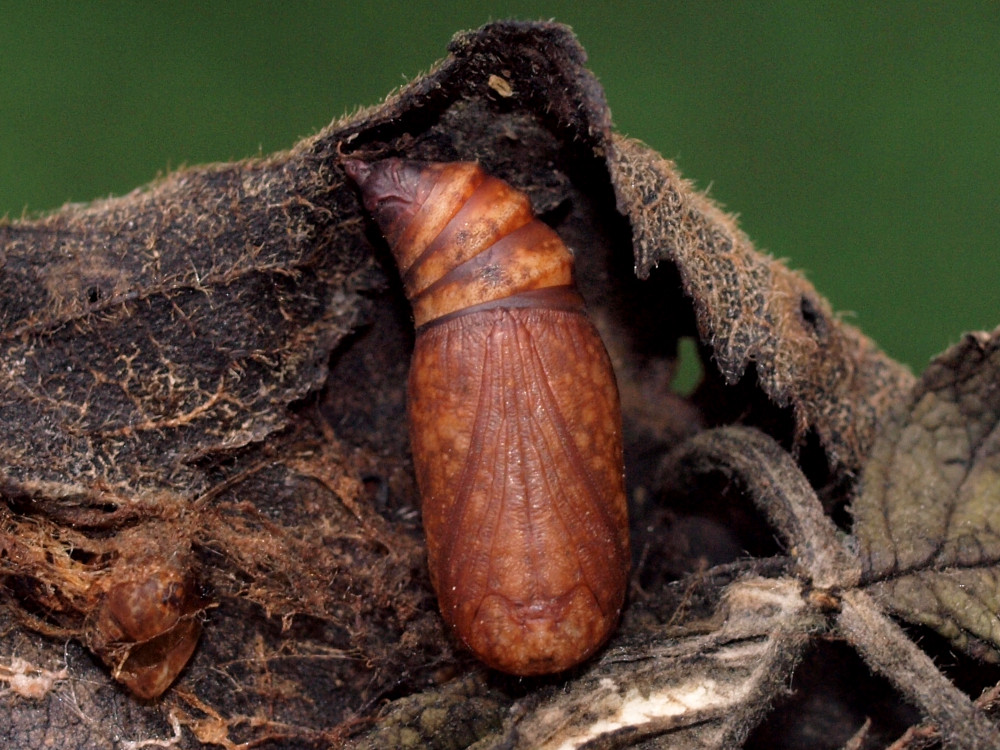 Bild Nr.07481 zum Vergrößern klicken Bild Nr.07481