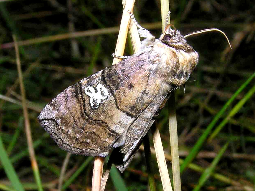 Bild Nr.07485 zum Vergrößern klicken Bild Nr.07485