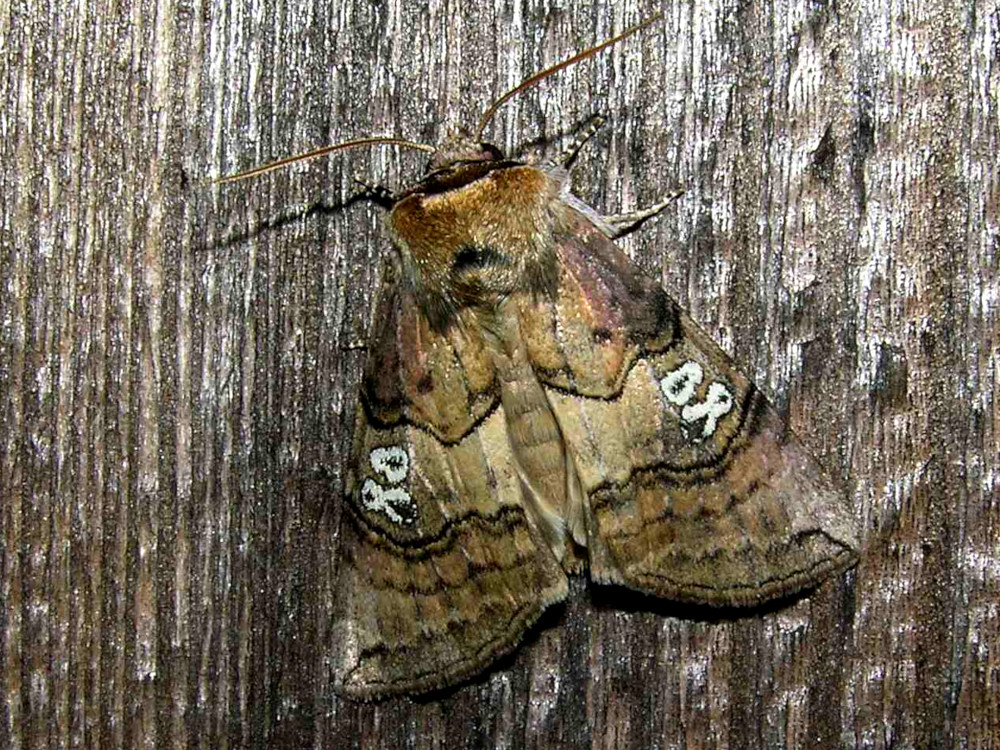 Bild Nr.07485 zum Vergrößern klicken Bild Nr.07485