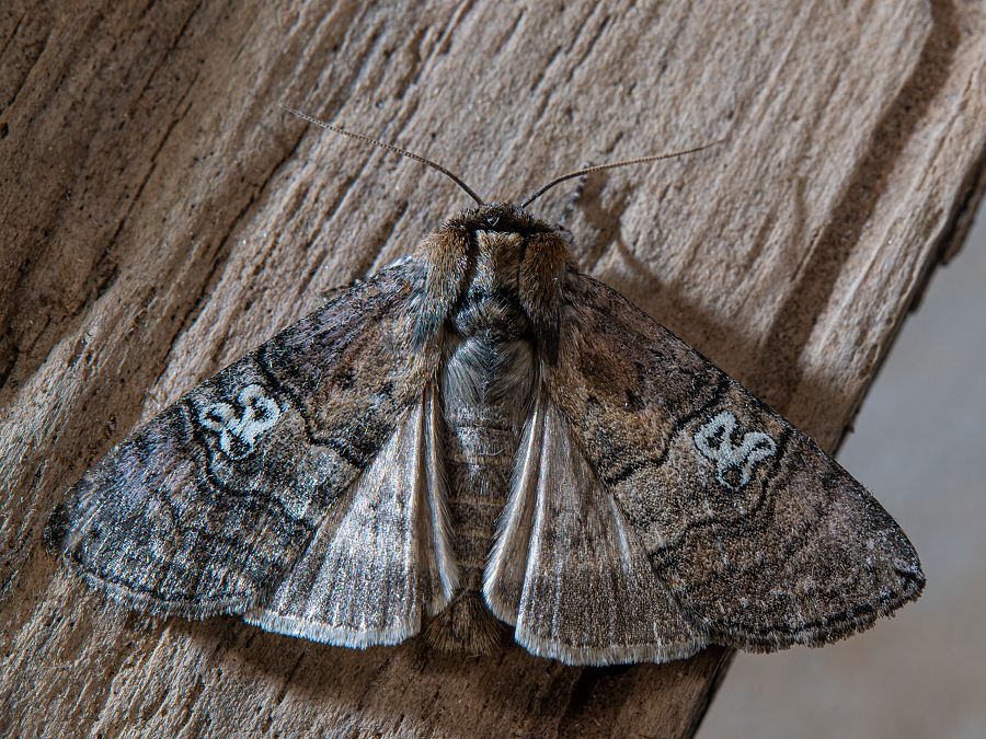 Bild Nr.07485 zum Vergrößern klicken Bild Nr.07485