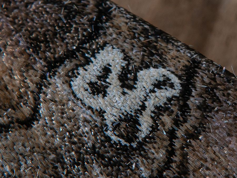 Bild Nr.07485 zum Vergrößern klicken Bild Nr.07485