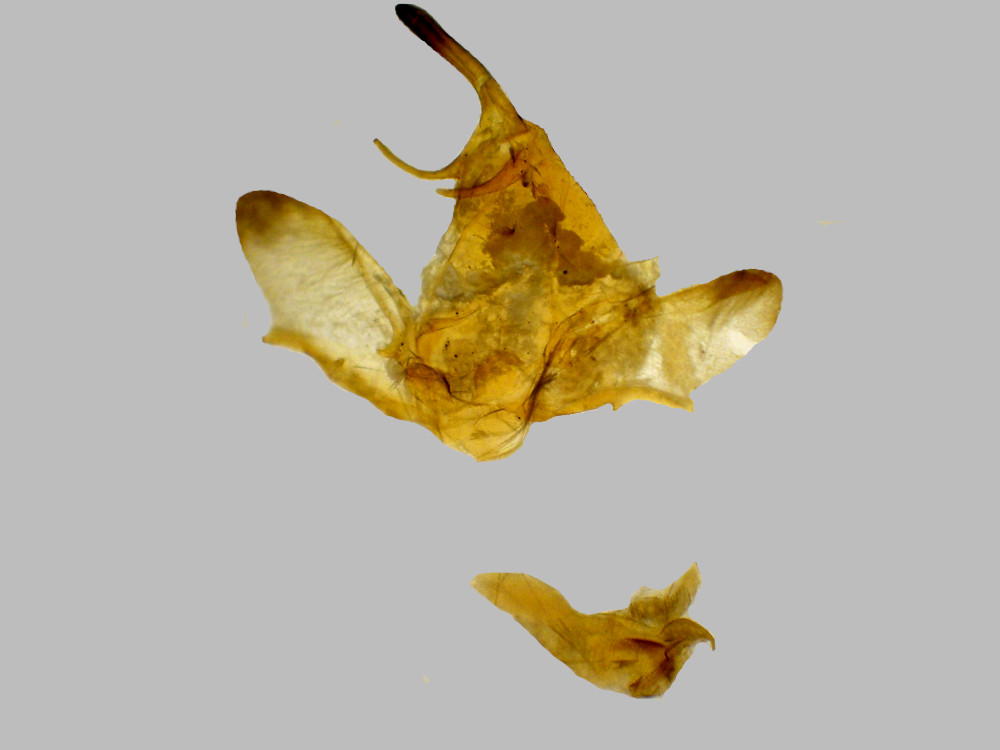 Bild Nr.07486 zum Vergrößern klicken Bild Nr.07486