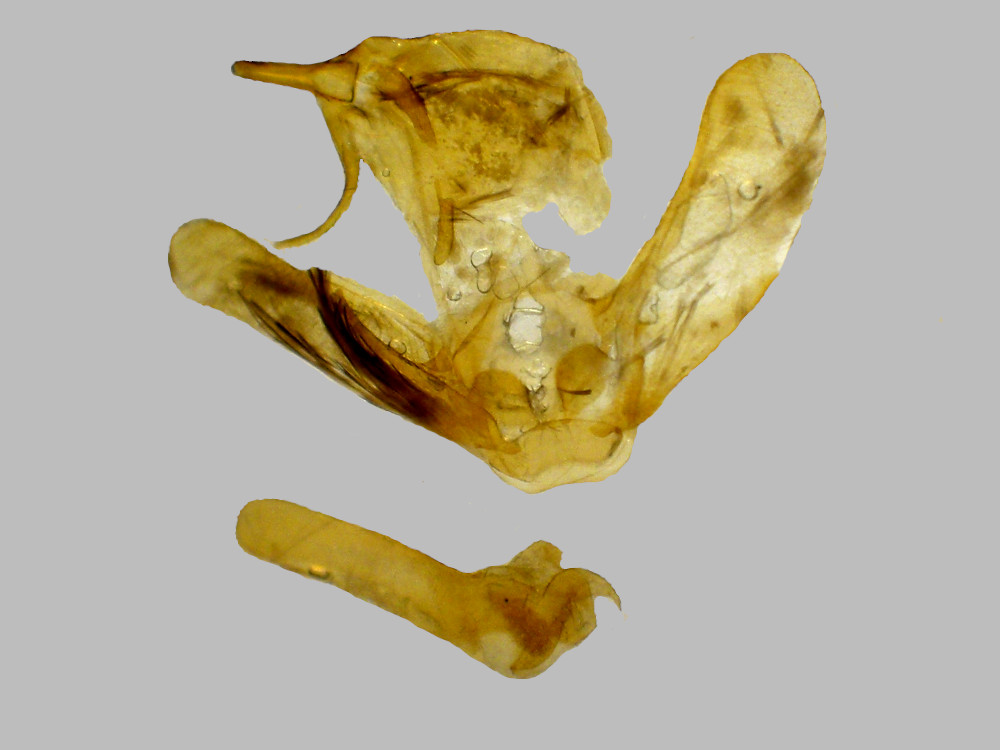 Bild Nr.07486 zum Vergrößern klicken Bild Nr.07486