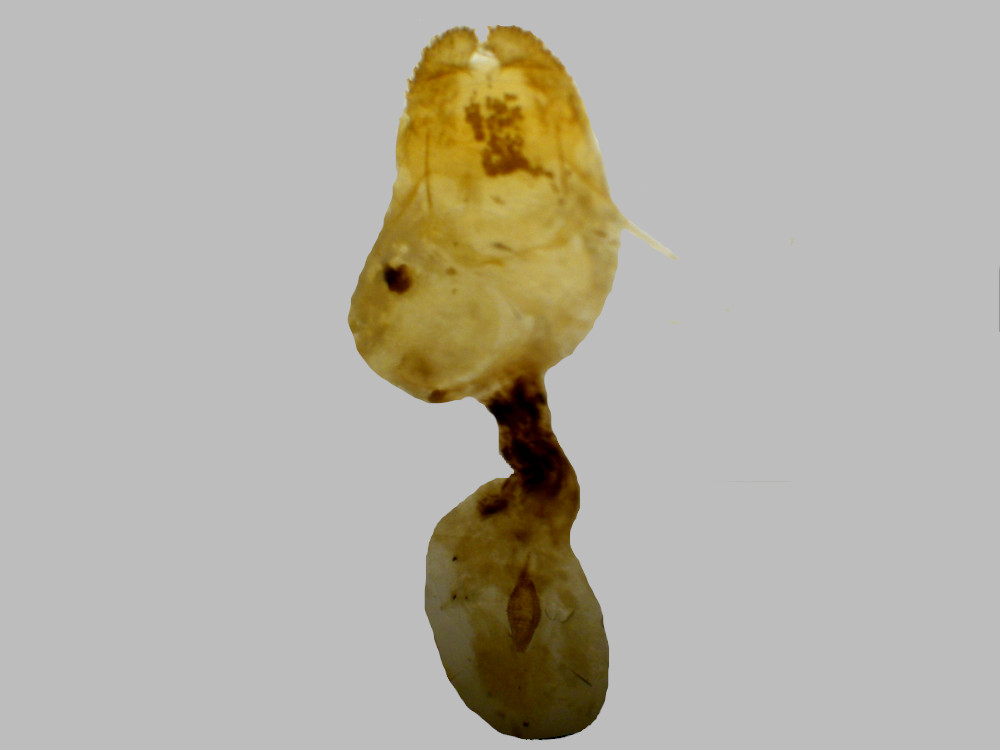 Bild Nr.07486 zum Vergrößern klicken Bild Nr.07486