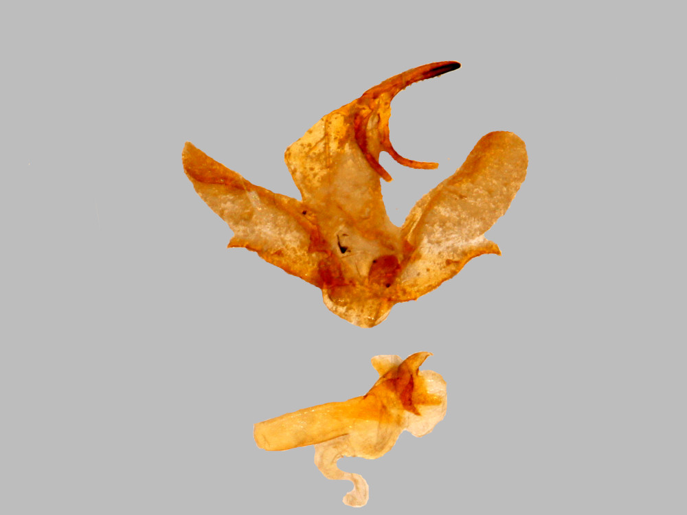 Bild Nr.07486 zum Vergrößern klicken Bild Nr.07486