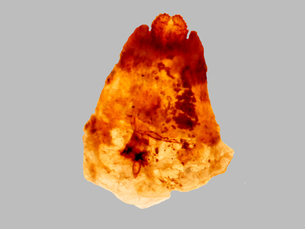 Bild Nr.07486 zum Vergrößern klicken Bild Nr.07486