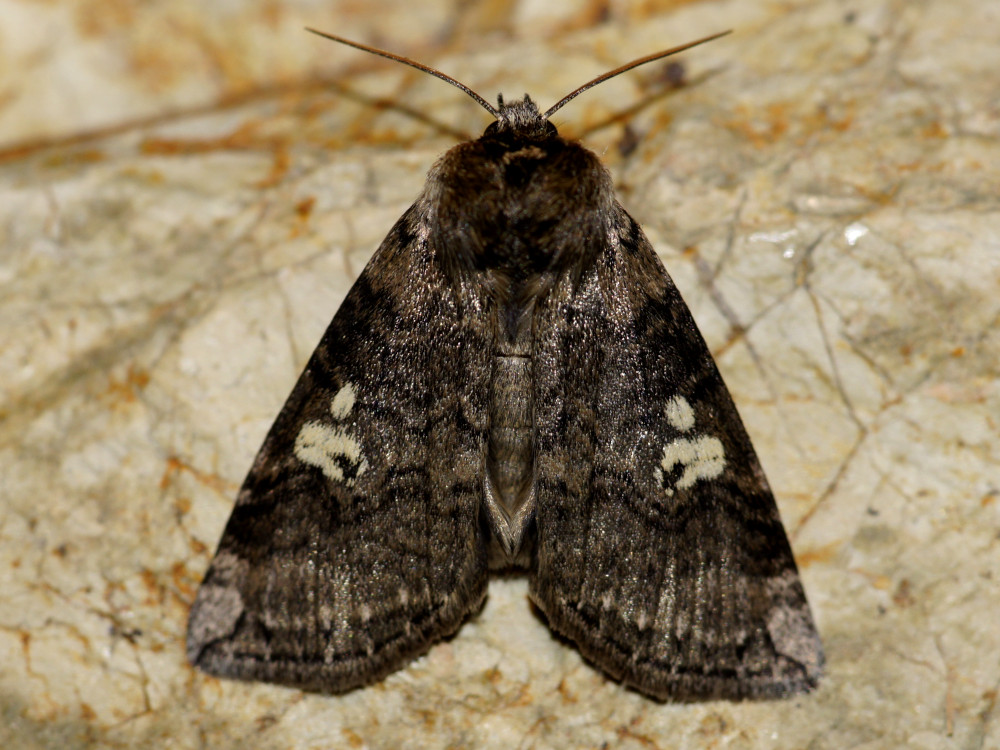 Bild Nr.07486 zum Vergrößern klicken Bild Nr.07486