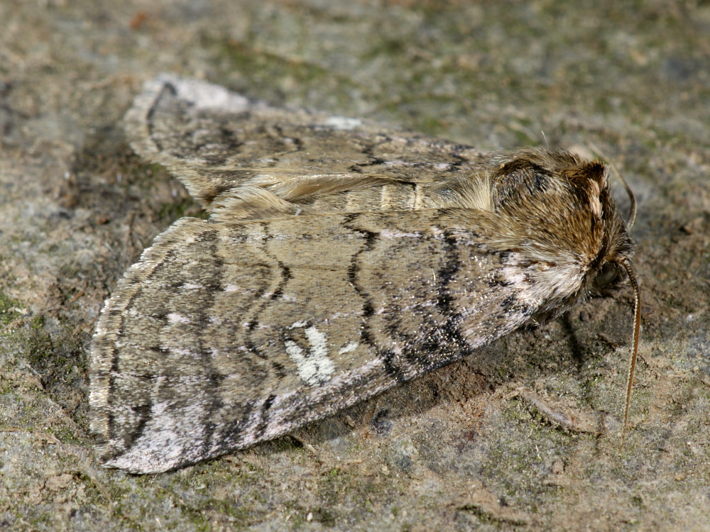 Bild Nr.07486 zum Vergrößern klicken Bild Nr.07486