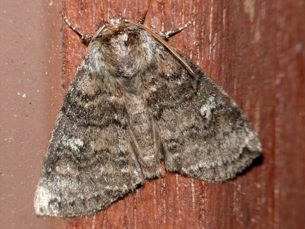 Bild Nr.07486 zum Vergrößern klicken Bild Nr.07486