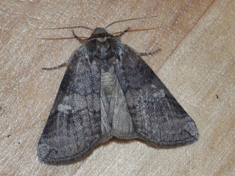 Bild Nr.07486 zum Vergrößern klicken Bild Nr.07486