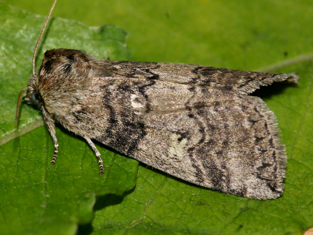 Bild Nr.07486 zum Vergrößern klicken Bild Nr.07486