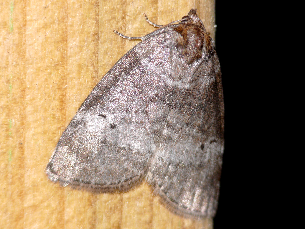 Bild Nr.07490 zum Vergrößern klicken Bild Nr.07490