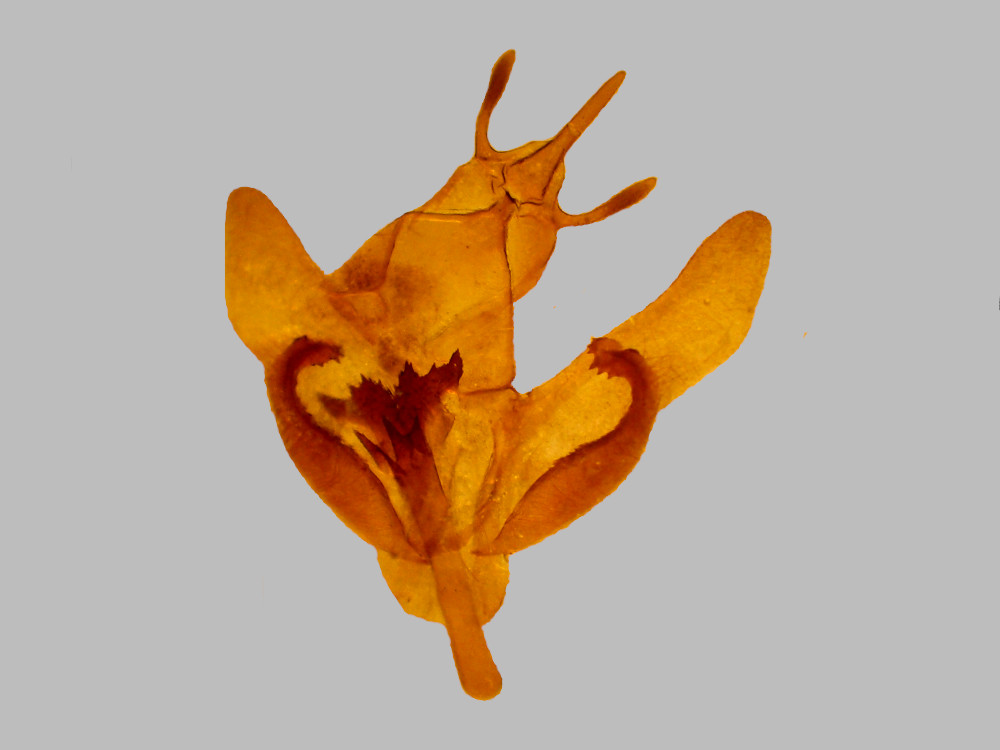 Bild Nr.07492 zum Vergrößern klicken Bild Nr.07492