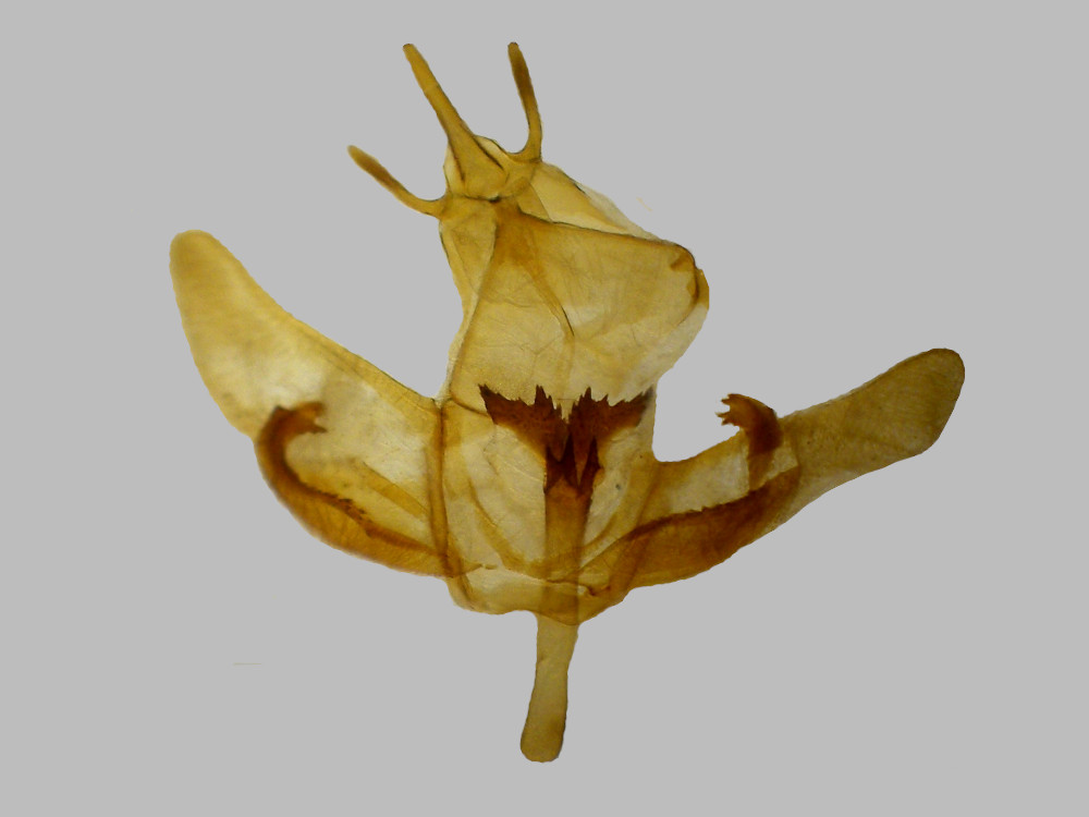 Bild Nr.07492 zum Vergrößern klicken Bild Nr.07492