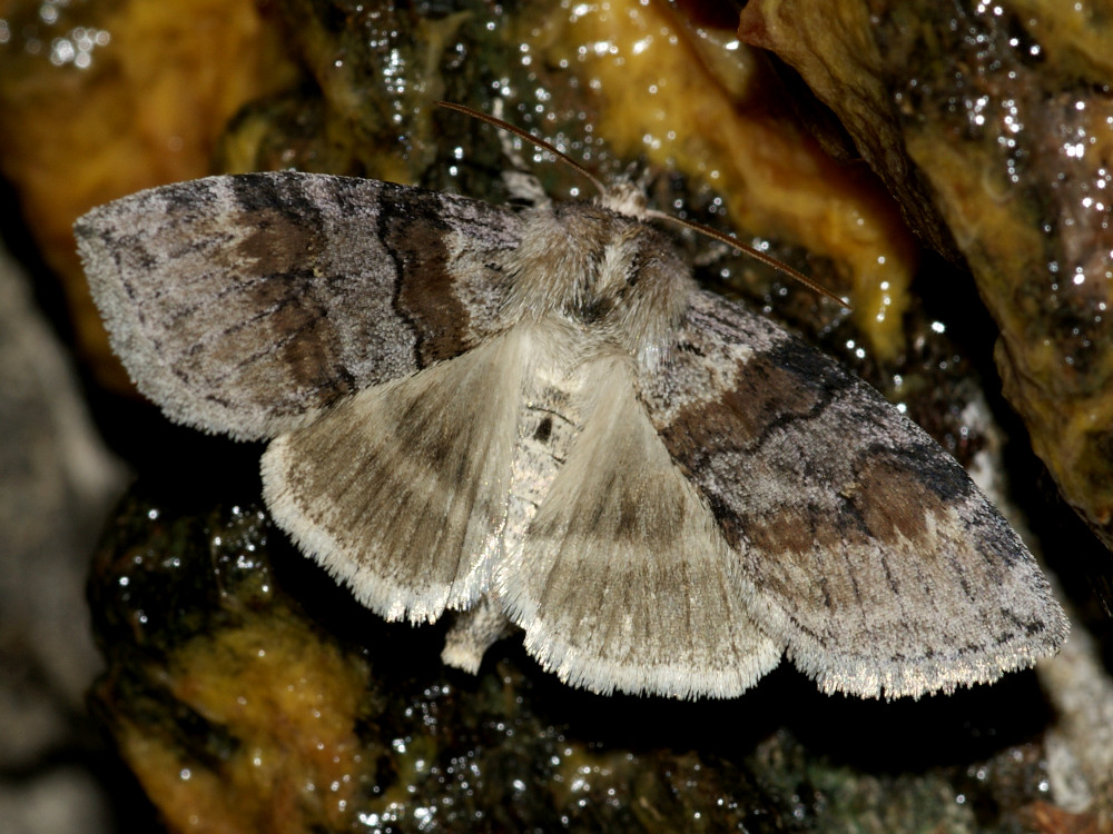 Bild Nr.07492 zum Vergrößern klicken Bild Nr.07492