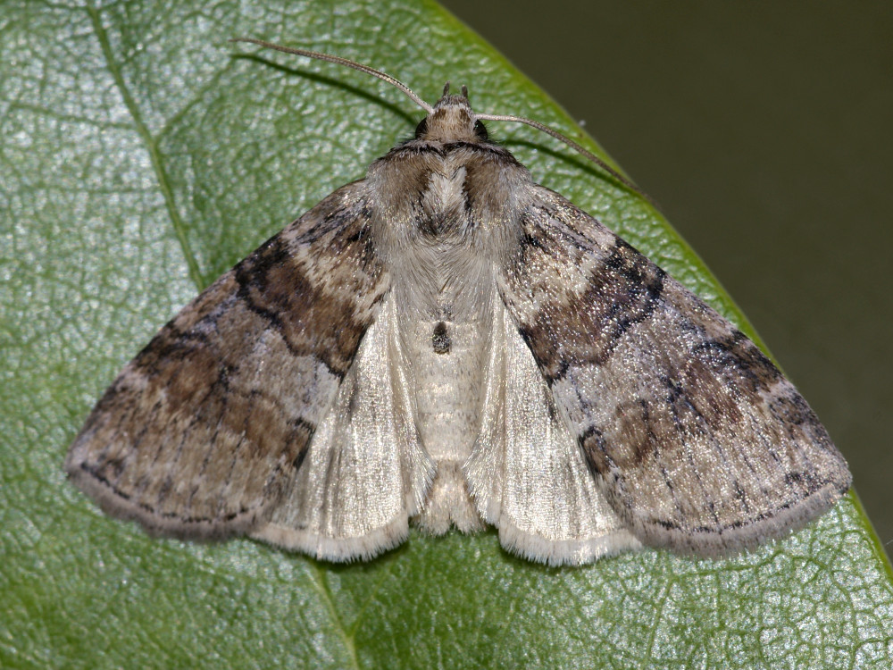 Bild Nr.07492 zum Vergrößern klicken Bild Nr.07492