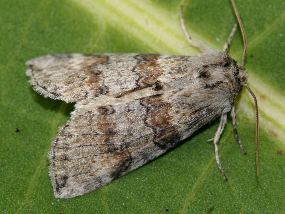 Bild Nr.07492 zum Vergrößern klicken Bild Nr.07492