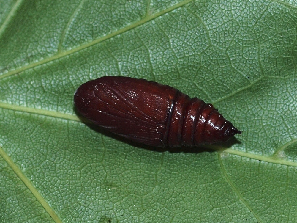 Bild Nr.07492 zum Vergrößern klicken Bild Nr.07492