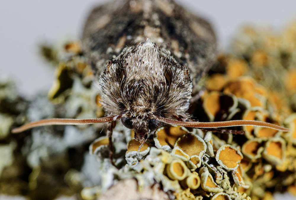 Bild Nr.07494 zum Vergrößern klicken Bild Nr.07494