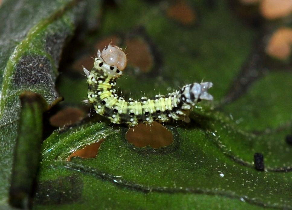 Bild Nr.07494 zum Vergrößern klicken Bild Nr.07494