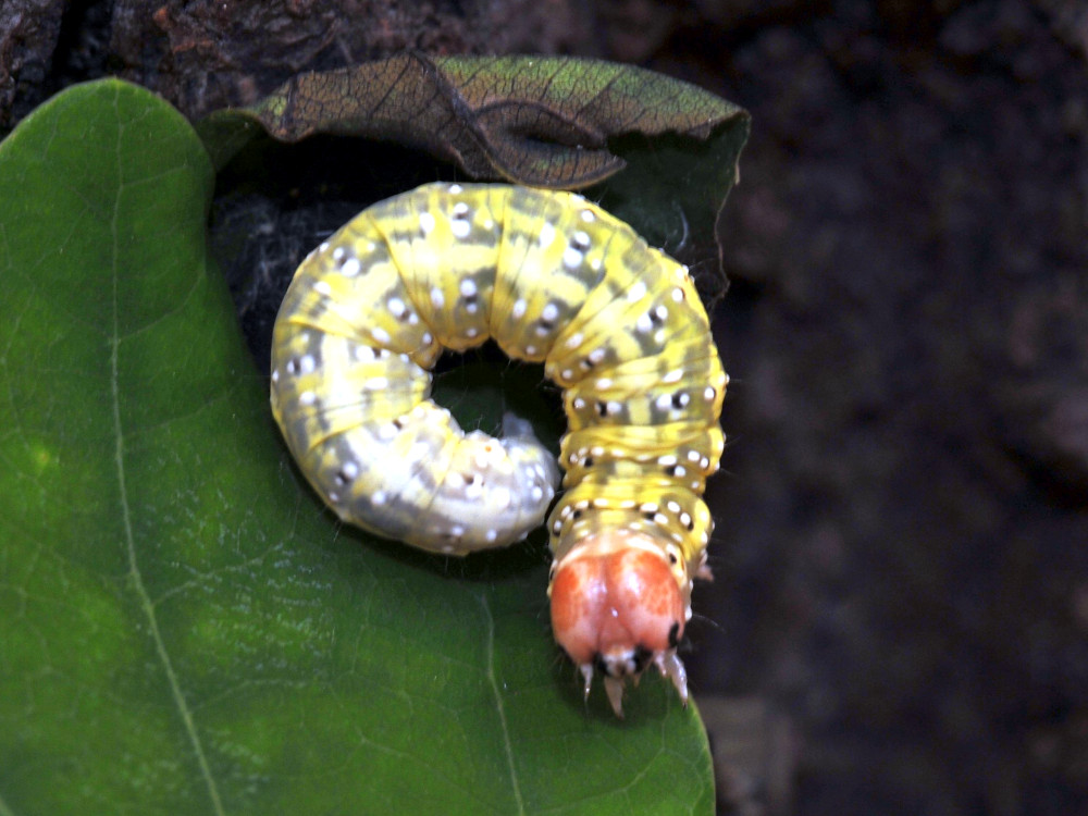 Bild Nr.07494 zum Vergrößern klicken Bild Nr.07494