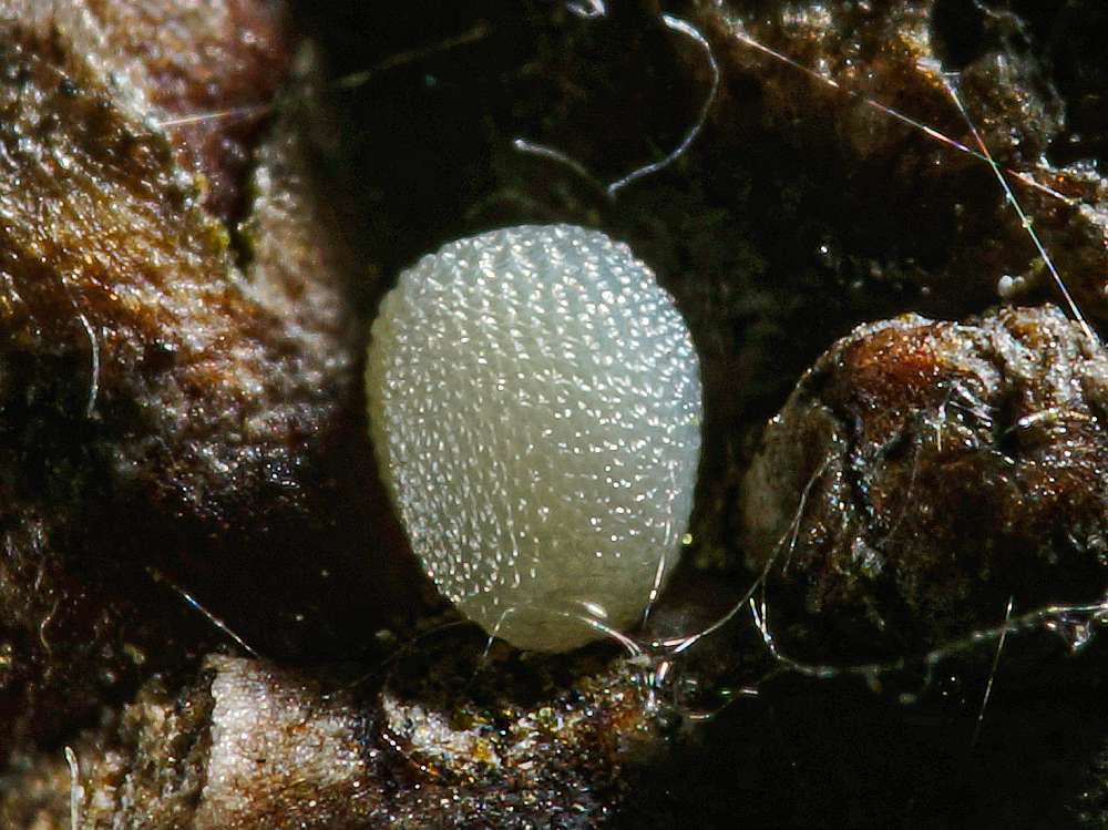 Bild Nr.07494 zum Vergrößern klicken Bild Nr.07494