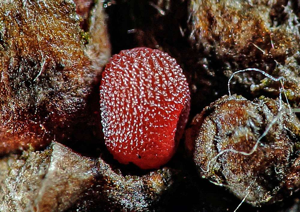 Bild Nr.07494 zum Vergrößern klicken Bild Nr.07494